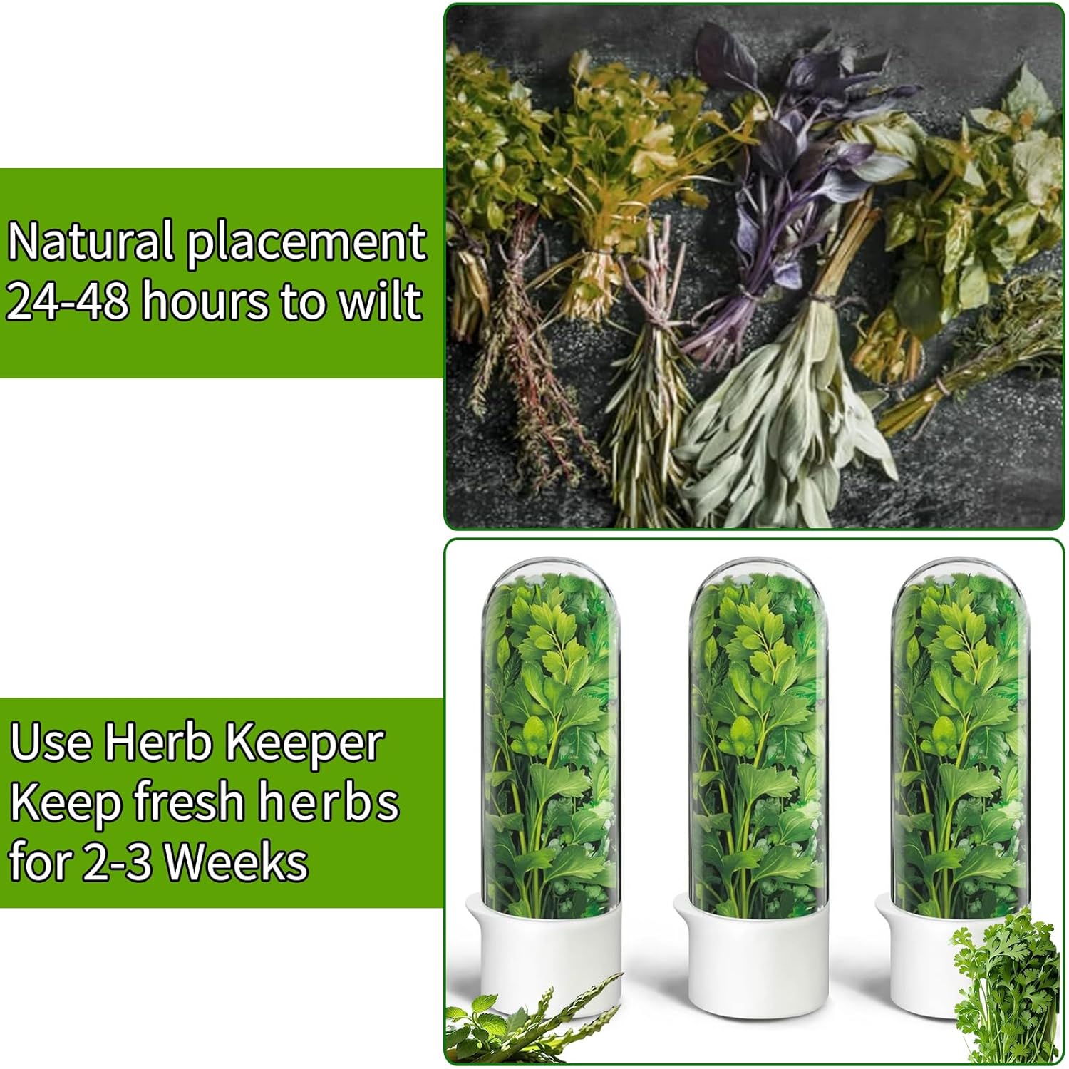 Fresh Herb Keeper for Cilantro, Parsley, Asparagus, Mint, Keeps Greens Vegetables for 2-3 Weeks